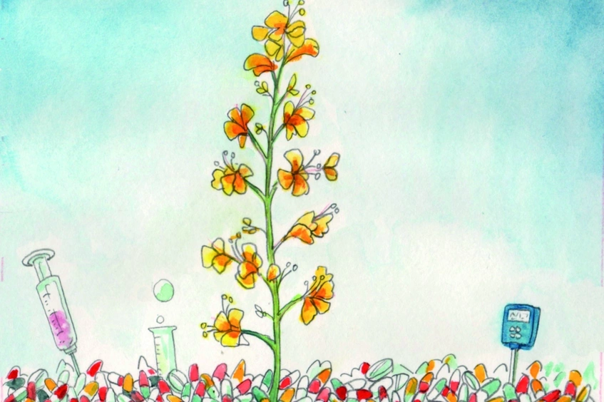 Planta en flor