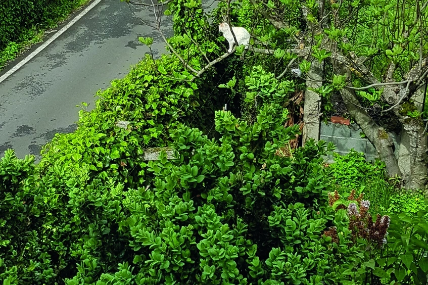 Gato en un árbol