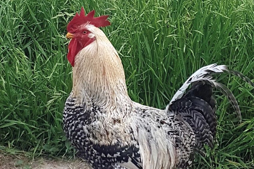 Gallo