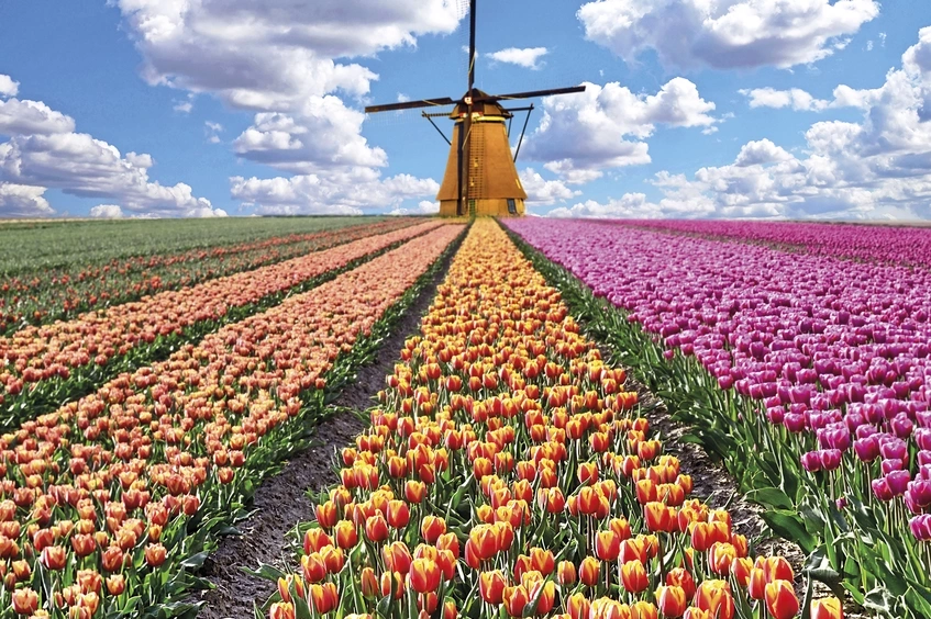 Campo de amapolas